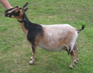 Photo of Nigerian Dwarf goat doe Pocket Sizes TB Xara